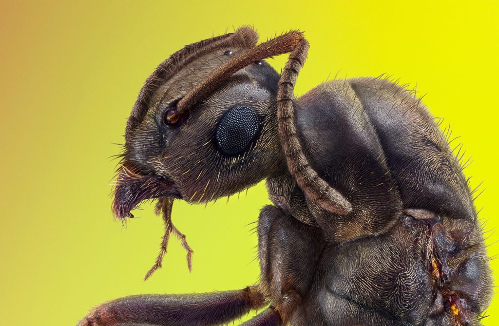 Extreme close up of an ant, clearly showing the many facets of its compound eyes.