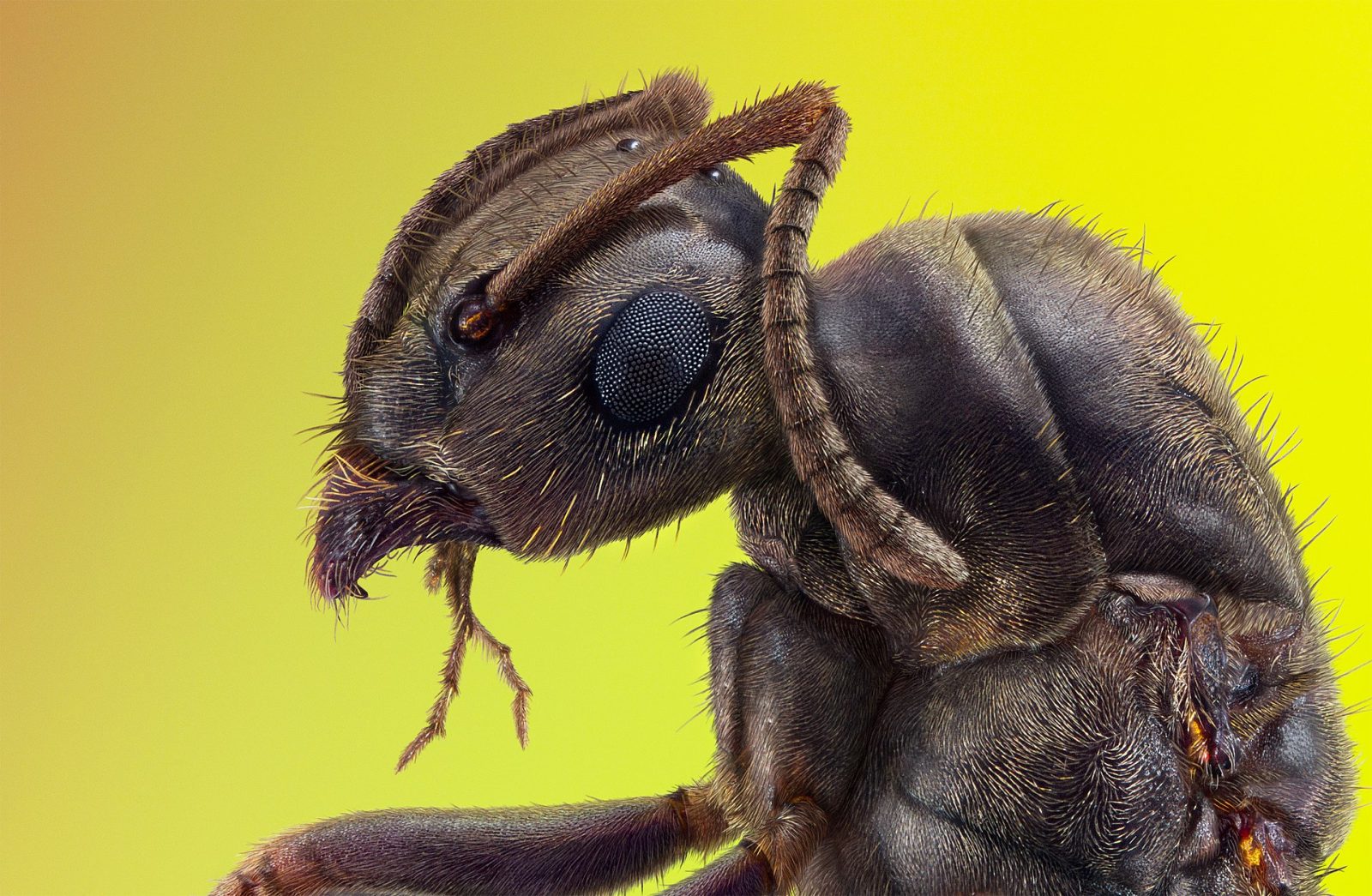 do safari ants have eyes