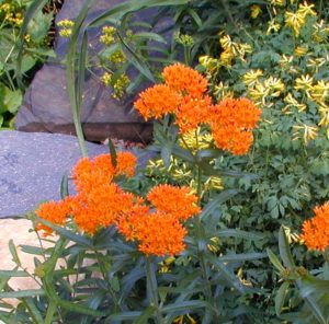 Butterfly weed plant in bloom growing amongst Yellow Corydalis, also in bloom