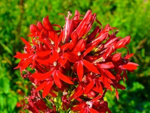 Cardinal Flower blossom