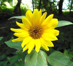 Common sunflower blossom