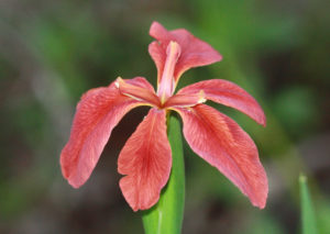Copper Iris blossom