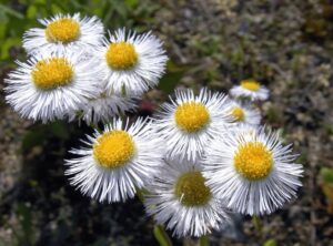 Close up of several Daisy Fleabane flowers, which are white with yellow centers.