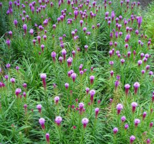 A stand of Dense Blazing Star filled with pink blooms.