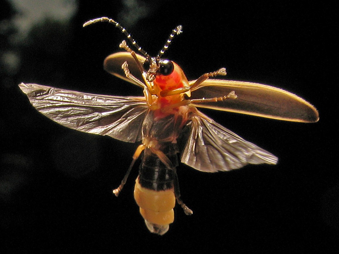 In your yard: fireflies Welcome Wildlife In your yard: fireflies Welcome Wildlife