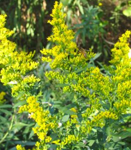 Goldenrod plant in bloom with bright yellow flowers.