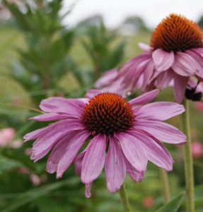 Purple coneflower blossom