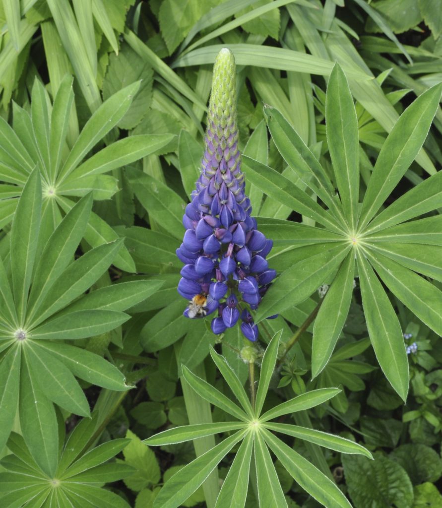 Sundial lupine plant in bloom