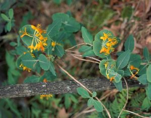 Native Yellow honeysuckle in bloom