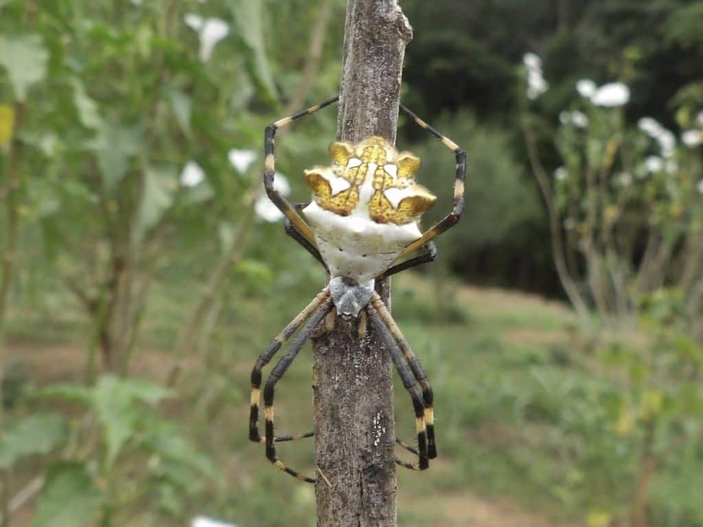 If You See This It Must Be Fall Black And Yellow Garden Spiders