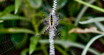 Female Black and yellow Garden Spider, Argiope aurantia, hanging head-down in the center of her web.