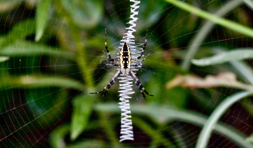 Florida Spiders in the Fall, Preventing Spiders