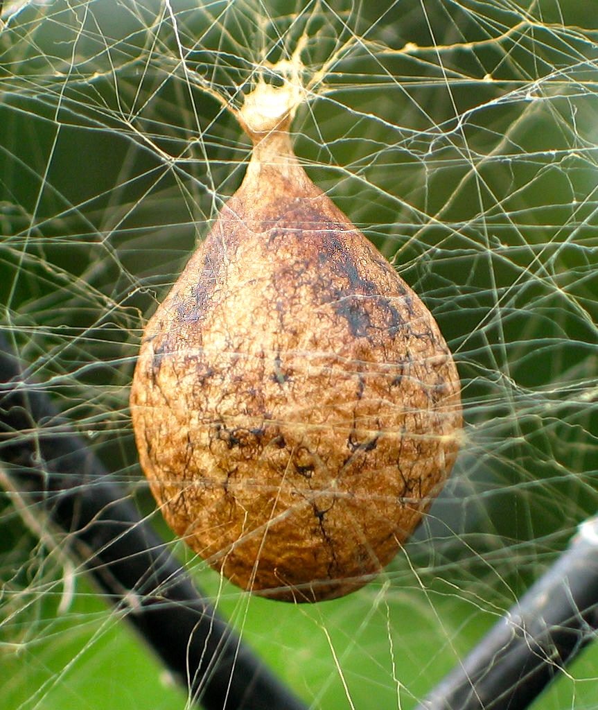 Tannish colored egg sac suspended in the female's web.