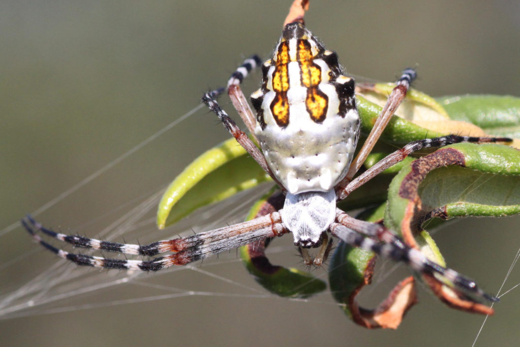 Silver-backed Argiope in her web that's attached to a green plant.