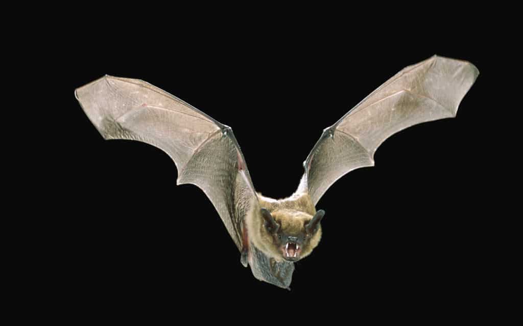 Big Brown Bat flying in the dark of night, facing the camera.