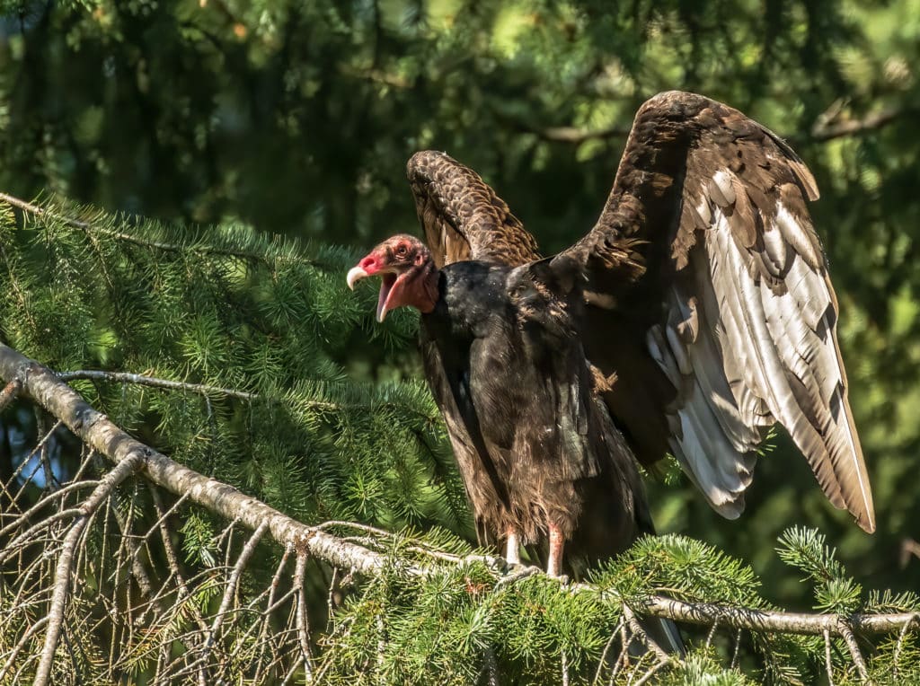 Turkey Vulture sitting on a branch of an evergreen tree, facing the camera.