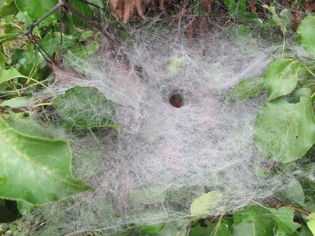 The dense web of a funnel web spider. which has a well-defined hole in it near the center.