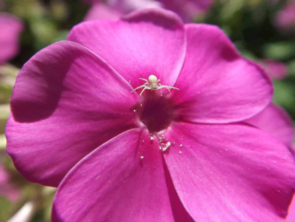 Image of a whitish-colored spider sitting on a pink flower.