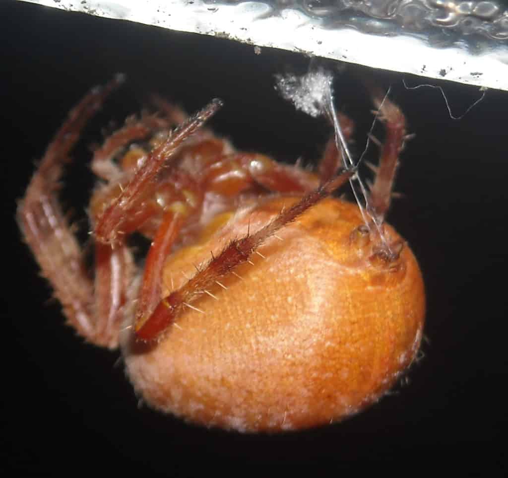 Spider with abdomen facing upward and silk coming out of spinnerets.
