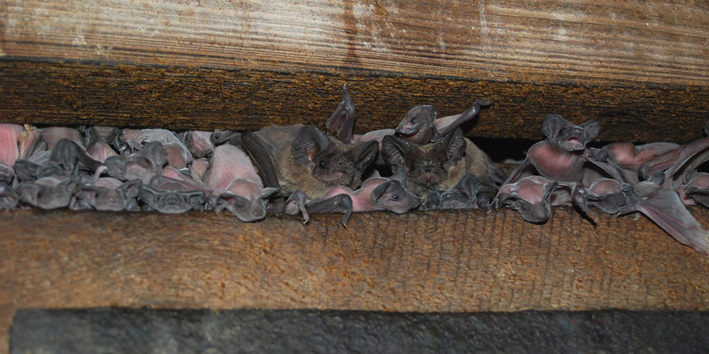 Two Brazilian Free-tailed Bat mothers, Tadarida brasiliensis, and numerous pups crowded together in a colony.