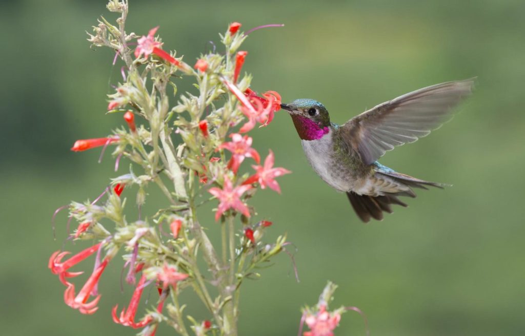 Broad-tailed Hummingbird, Selasphorus platycercus, drinking nectar from pink flower while hovering.