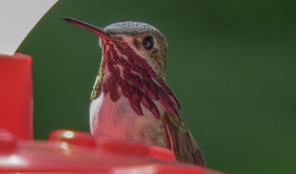 Calliope hummingbird, Stellula calliope, perched on orange-colored hummingbird feeder.