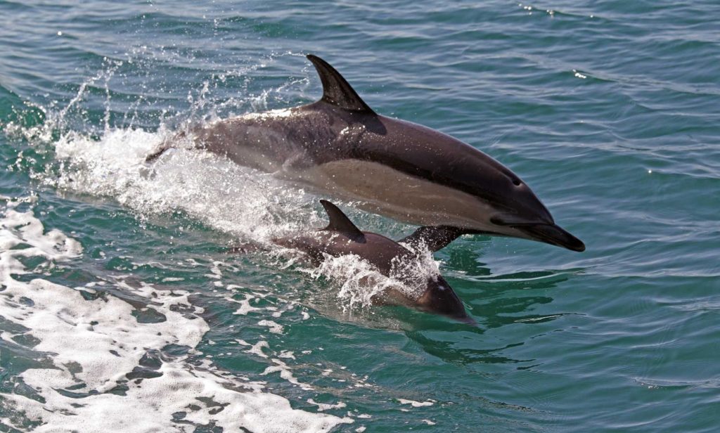 Dolphin and small calf side by side skimming the surface of the water.