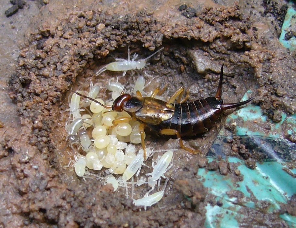 Earwig mother, Forficula auricularia, in a nest with nymphs and unhatched eggs.