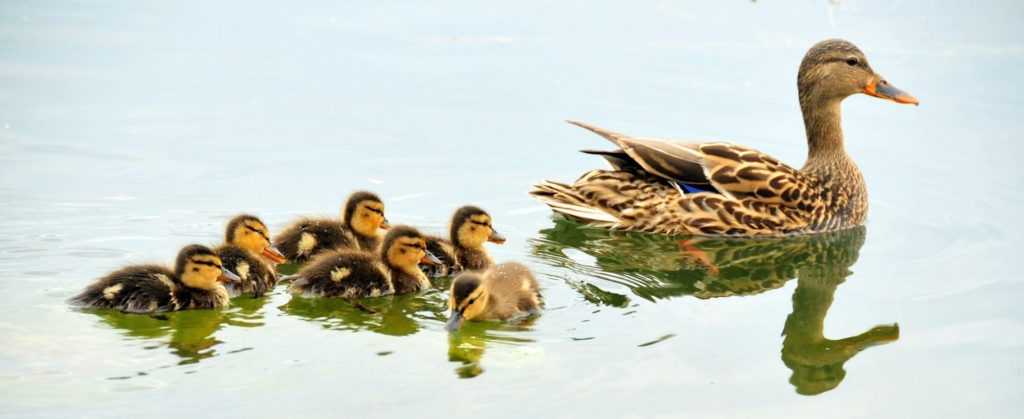 Female Mallard Duck, Anas platyrhynchos, and ducklings floating in water.