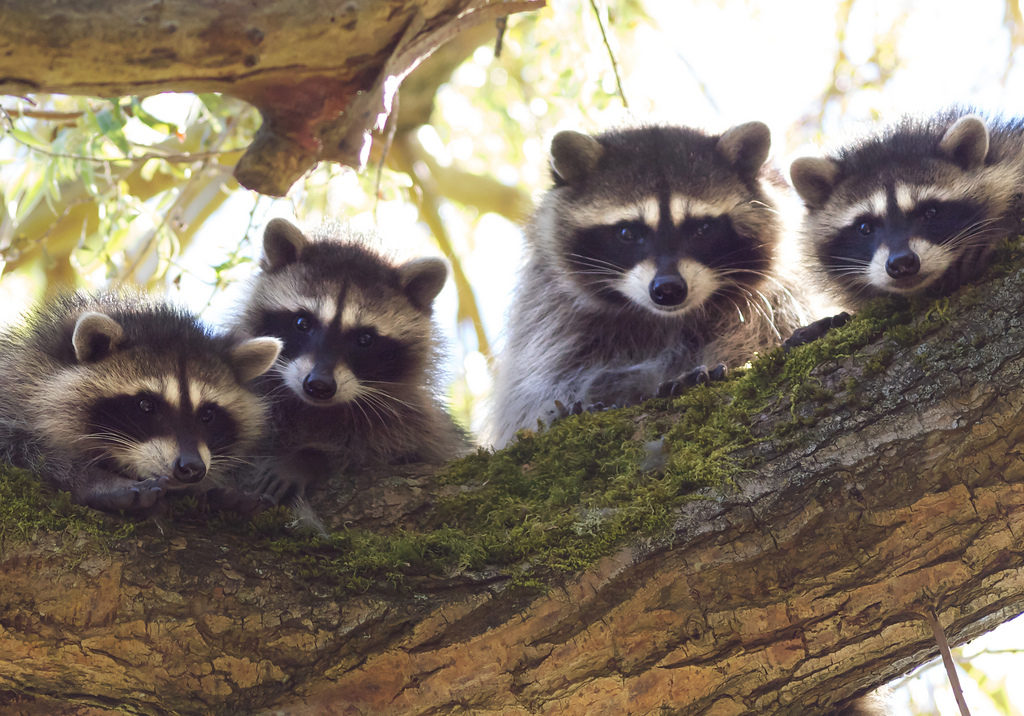 Raccoon mother, Procyon lotor, and her kits. peering down from a large tree limb they're standing on.