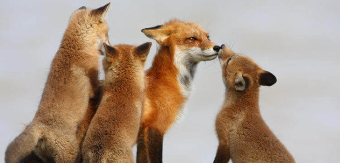 Red Fox female and three kits together, set against white background.