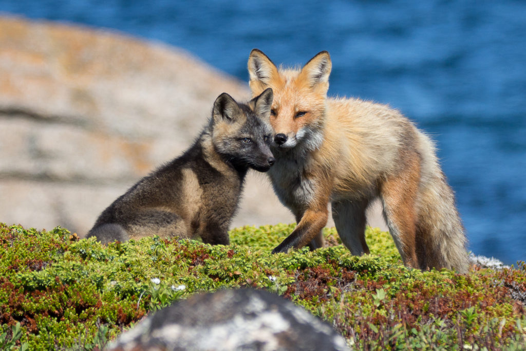 Red Fox mother,  Vulpes vulpes, and kit standing on a bluff overlooking a sea.