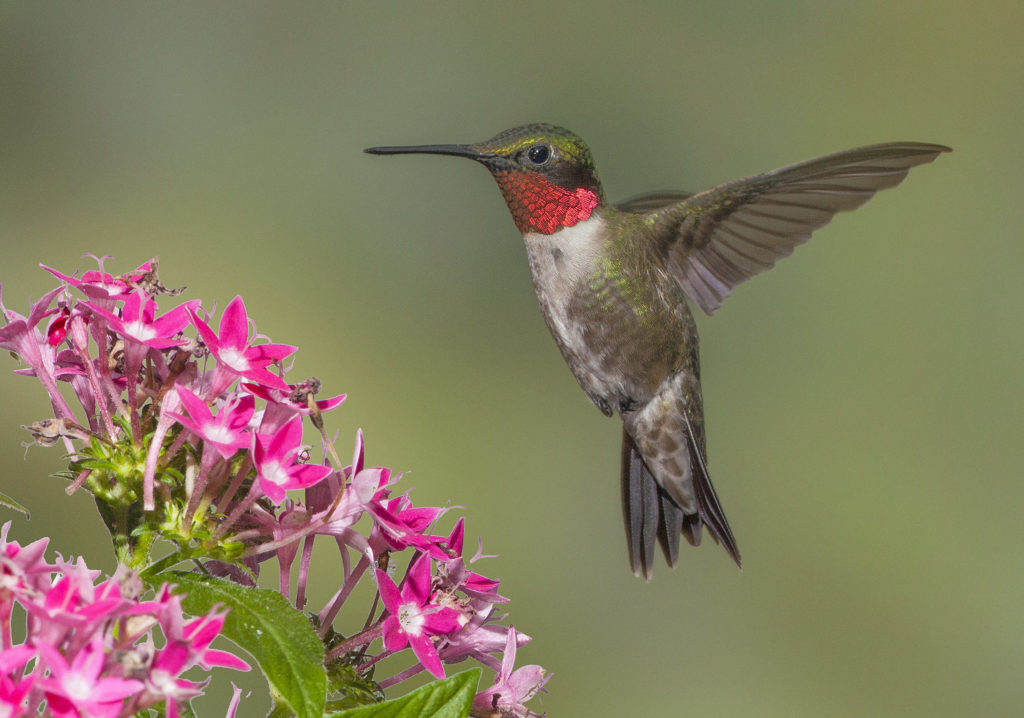 Ruby-throated Hummingbird, Archilochus colubris, male, hovering above pentas flowers.