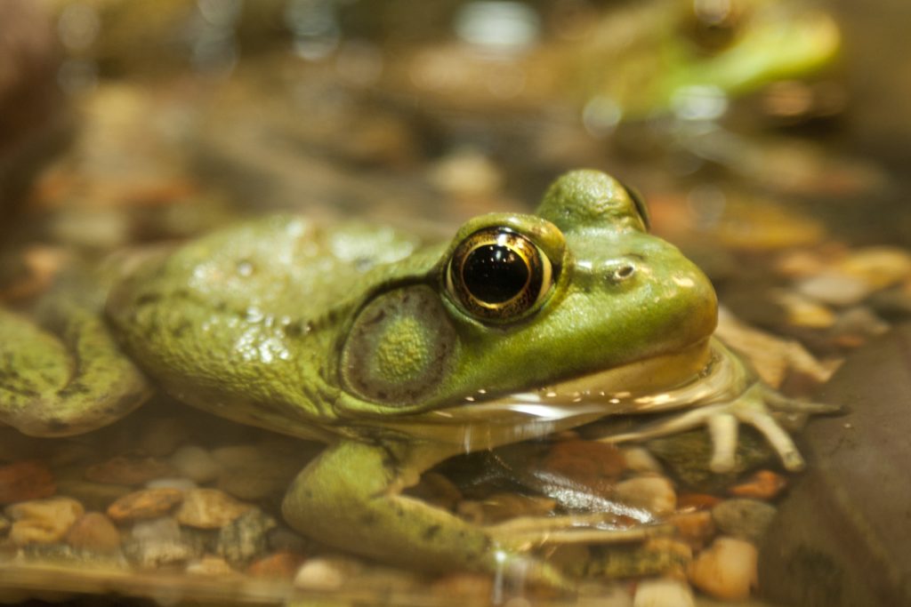 Close up of a frog eye's as it sits in water.