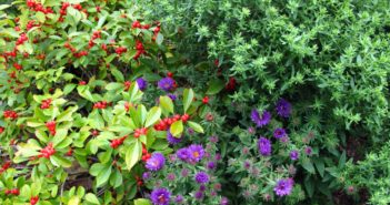 Various native plants displaying red berries, lavender flowers and greenery.
