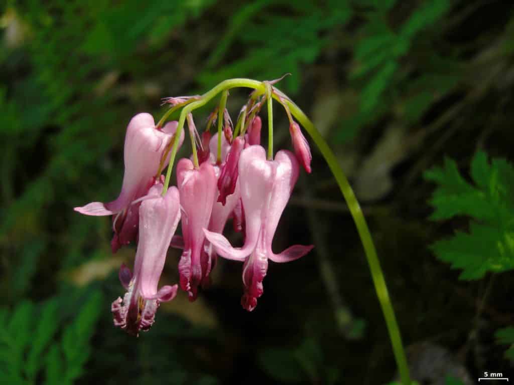 Bleeding Hearts, Dicentra eximia, blooming with pink flowers.