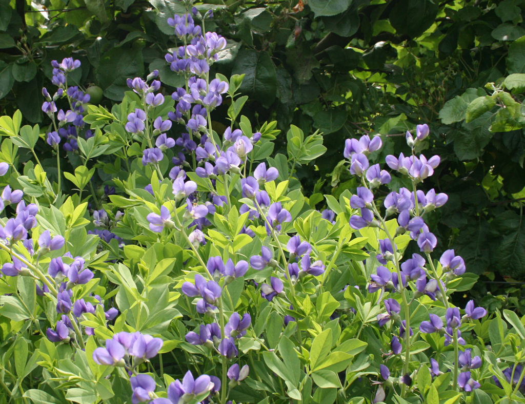 A garden of Blue Wild Indigo, Baptisia australis, with blooms of bluish-lavender.