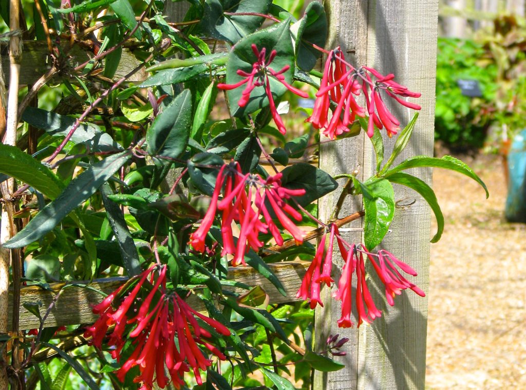 Coral Honeysuckle, Lonicera sempervirens, blooming with coral-colored, trumpet-shaped flowers.