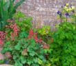 Coral bells and columbines in front of a brick wall.