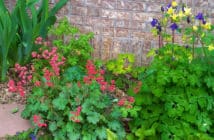 Coral bells and columbines in front of a brick wall.