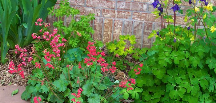 Coral bells and columbines in front of a brick wall.