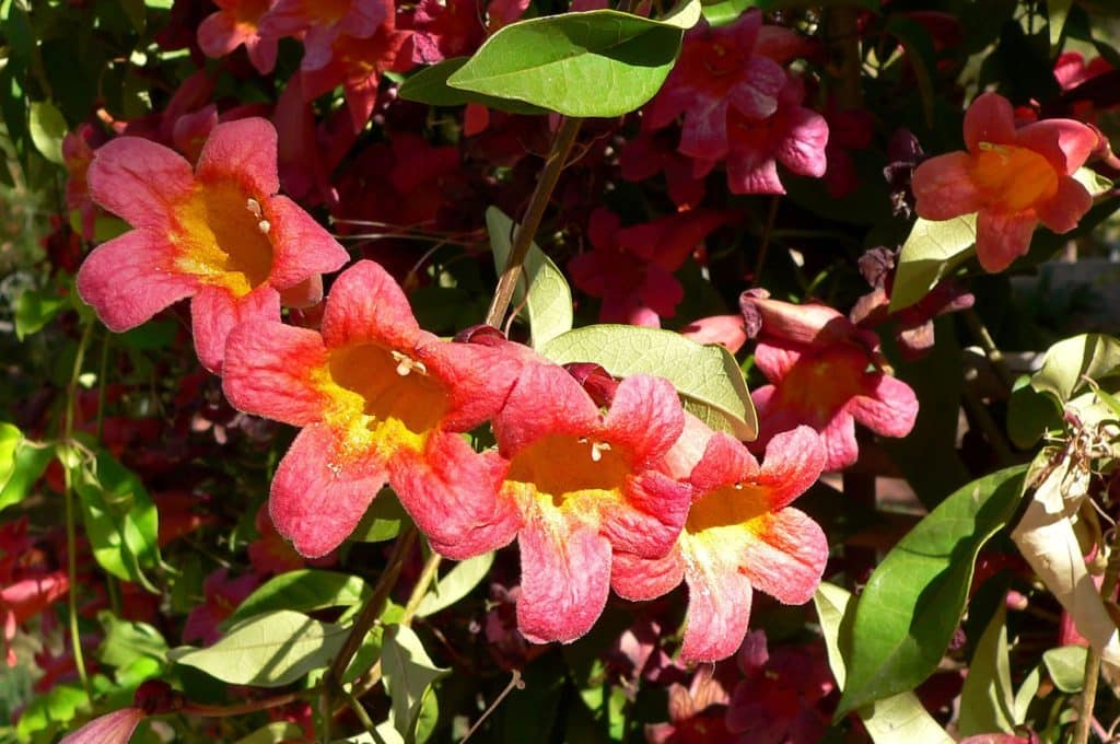 Crossvine, Bignonia capreolata, in bloom with red flowers.