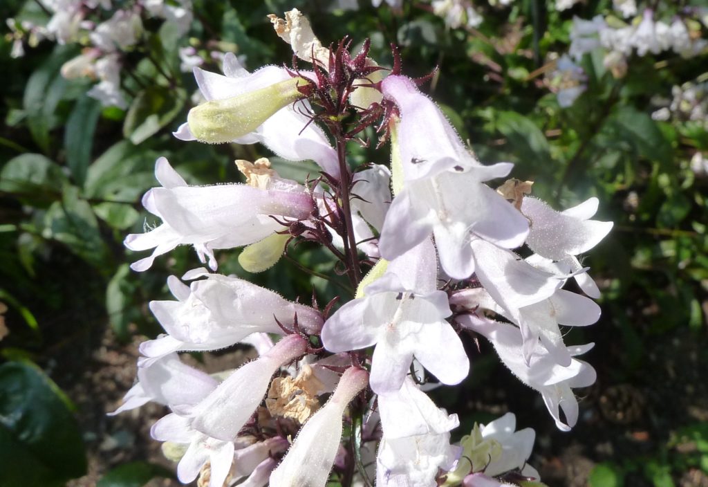 Foxglove Beardtongue, Penstemon digitalis,  variety "Husker Red" in bloom.