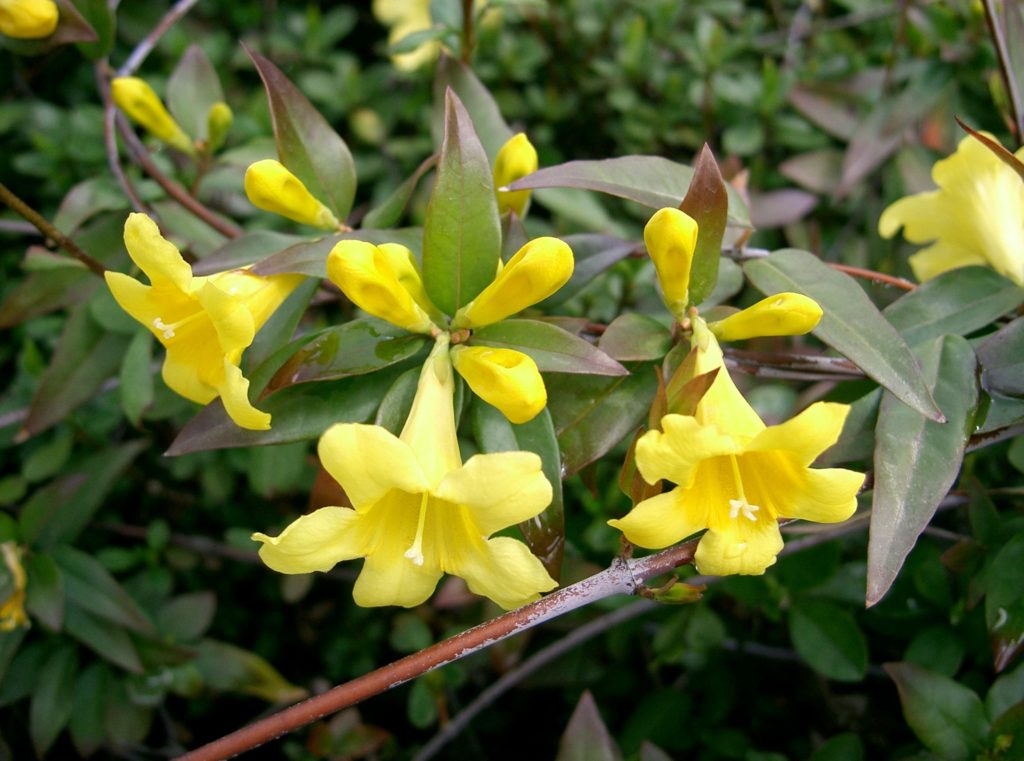 Carolina Jessamine, Gelsemium sempervirens, blooming with yellow flowers.