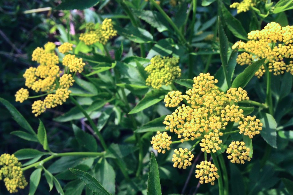 Golden Alexanders, Zizia aurea, in bloom with yellow flowers.