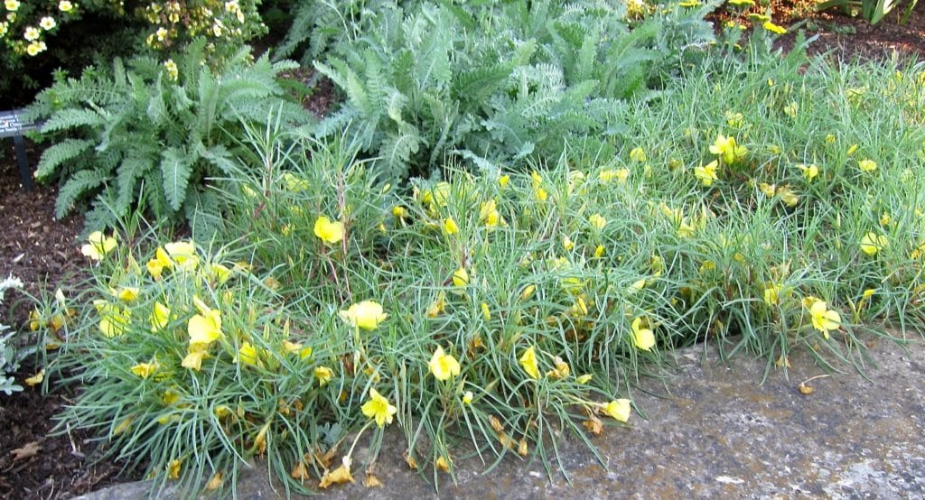 Bed of Missouri Evening Primrose, Oenothera macrocarpa, in bloom with yellow flowers.