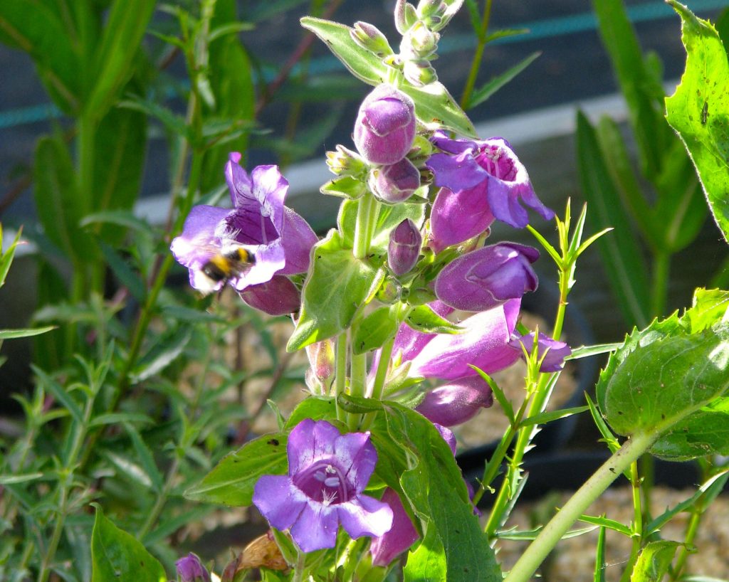 Penstemon cobaea in bloom with lovely pinkish-purple flowers