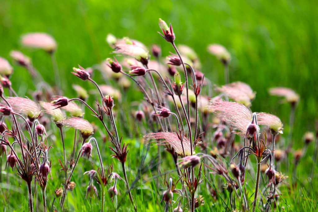 Prairie Smoke, Geum triflorum, in bloom with pinkish flowers.