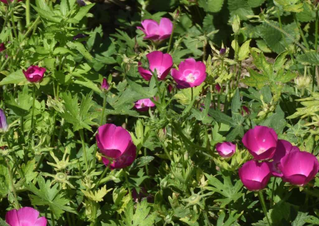 A garden of Purple Poppy Mallow, Callirhoe involucrata , plants with purplish-red blossoms.