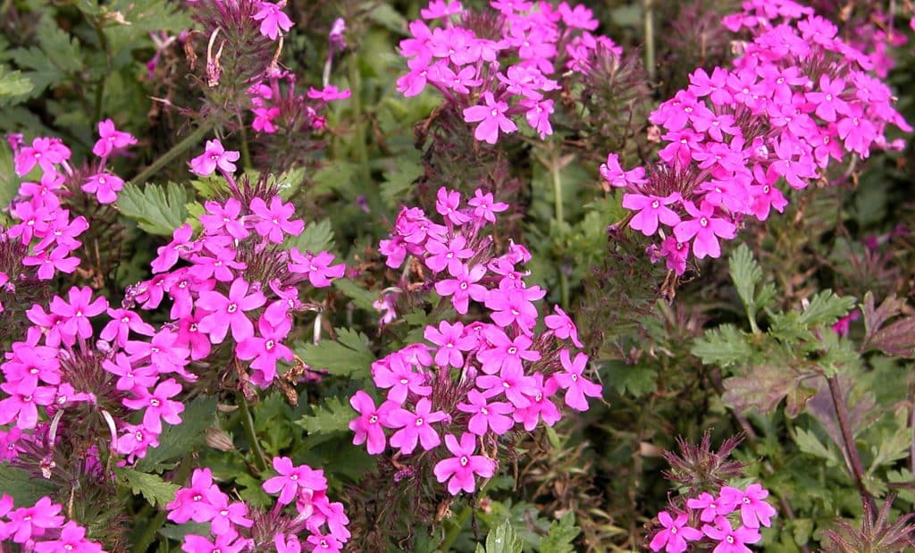 Rose verbena, Glandularia canadensis, blooming with bright pink flowers.